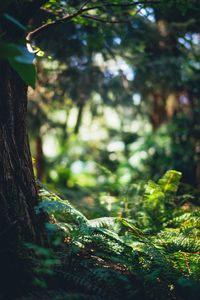 Preview wallpaper fern, forest, tree, nature