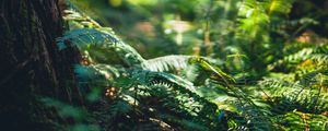 Preview wallpaper fern, forest, tree, nature