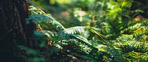 Preview wallpaper fern, forest, tree, nature