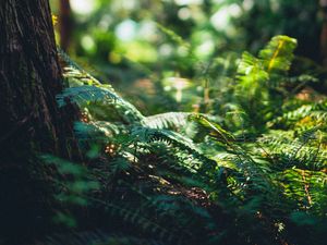 Preview wallpaper fern, forest, tree, nature