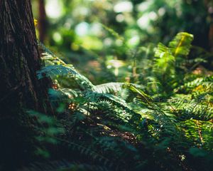 Preview wallpaper fern, forest, tree, nature