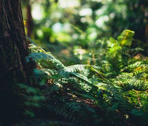 Preview wallpaper fern, forest, tree, nature