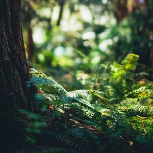 Preview wallpaper fern, forest, tree, nature