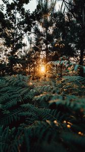 Preview wallpaper fern, forest, trees, rays, sun