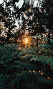 Preview wallpaper fern, forest, trees, rays, sun