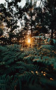 Preview wallpaper fern, forest, trees, rays, sun