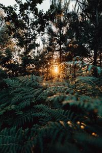 Preview wallpaper fern, forest, trees, rays, sun