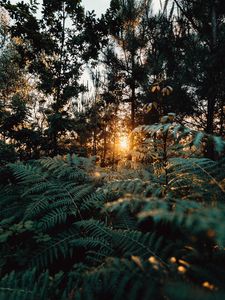 Preview wallpaper fern, forest, trees, rays, sun