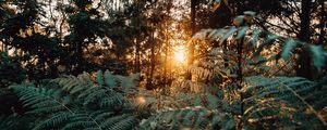 Preview wallpaper fern, forest, trees, rays, sun