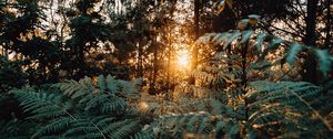 Preview wallpaper fern, forest, trees, rays, sun