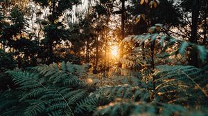 Preview wallpaper fern, forest, trees, rays, sun