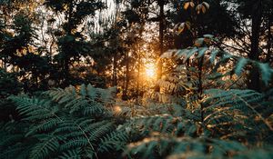 Preview wallpaper fern, forest, trees, rays, sun