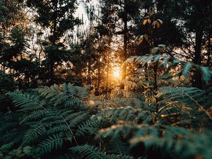 Preview wallpaper fern, forest, trees, rays, sun