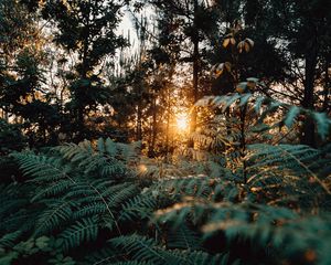 Preview wallpaper fern, forest, trees, rays, sun