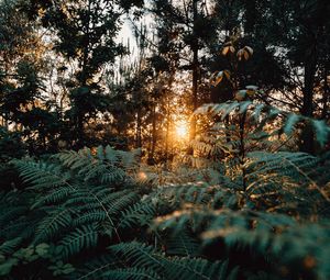 Preview wallpaper fern, forest, trees, rays, sun