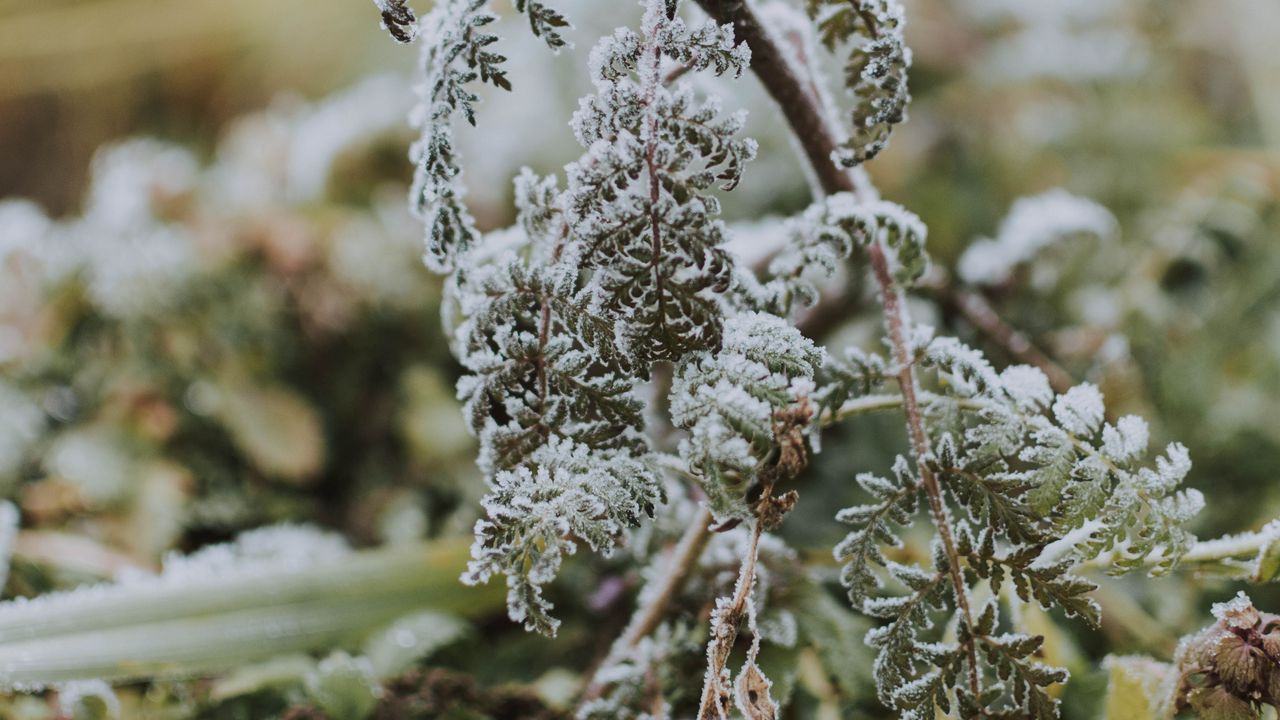 Wallpaper fern, frost, macro, plant