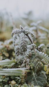Preview wallpaper fern, frost, macro, plant
