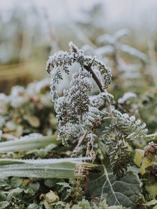 Preview wallpaper fern, frost, macro, plant