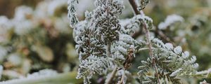 Preview wallpaper fern, frost, macro, plant