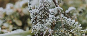 Preview wallpaper fern, frost, macro, plant