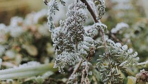 Preview wallpaper fern, frost, macro, plant
