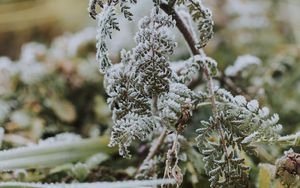 Preview wallpaper fern, frost, macro, plant