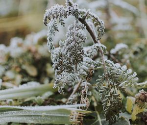 Preview wallpaper fern, frost, macro, plant