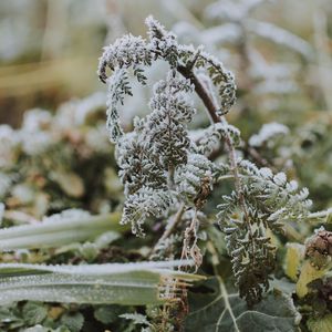 Preview wallpaper fern, frost, macro, plant