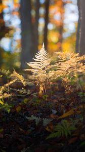 Preview wallpaper fern, grass, light, forest, nature