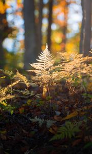 Preview wallpaper fern, grass, light, forest, nature