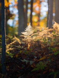 Preview wallpaper fern, grass, light, forest, nature