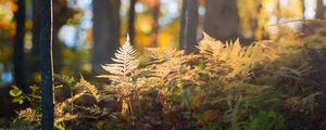 Preview wallpaper fern, grass, light, forest, nature