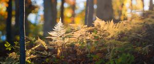 Preview wallpaper fern, grass, light, forest, nature