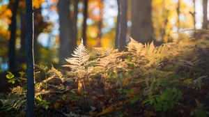 Preview wallpaper fern, grass, light, forest, nature