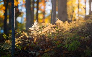 Preview wallpaper fern, grass, light, forest, nature