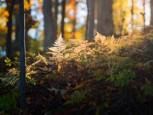 Preview wallpaper fern, grass, light, forest, nature