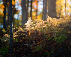 Preview wallpaper fern, grass, light, forest, nature