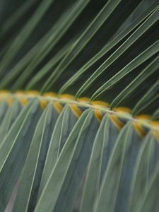 Preview wallpaper fern, grass, stalk