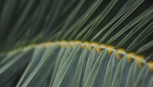 Preview wallpaper fern, grass, stalk