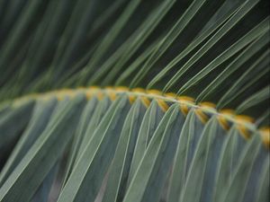 Preview wallpaper fern, grass, stalk