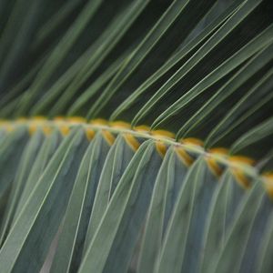 Preview wallpaper fern, grass, stalk