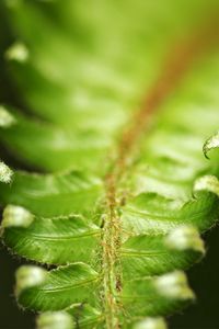 Preview wallpaper fern, green, leaves, carved