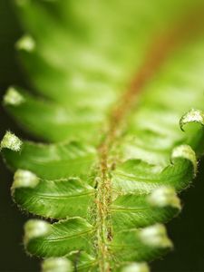 Preview wallpaper fern, green, leaves, carved