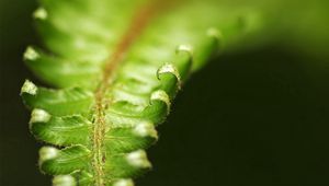 Preview wallpaper fern, green, leaves, carved