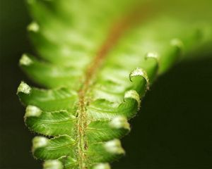 Preview wallpaper fern, green, leaves, carved