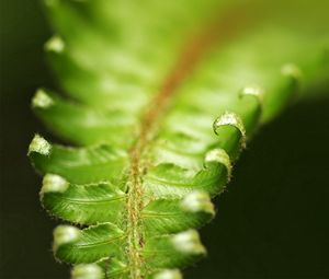 Preview wallpaper fern, green, leaves, carved