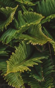 Preview wallpaper fern, green, macro, leaves, plant