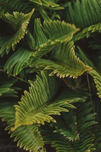 Preview wallpaper fern, green, macro, leaves, plant