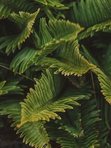 Preview wallpaper fern, green, macro, leaves, plant