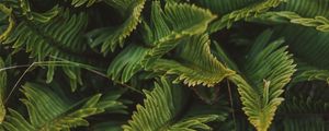 Preview wallpaper fern, green, macro, leaves, plant